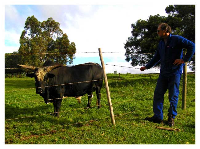  nguni cattle breeder cedric stoch